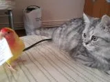 5 Aylık British Silver Tabby Erkek