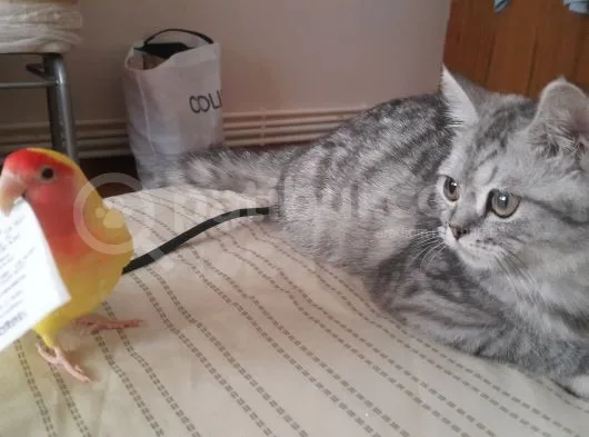 5 Aylık British Silver Tabby Erkek