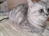 5 Aylık British Silver Tabby Erkek