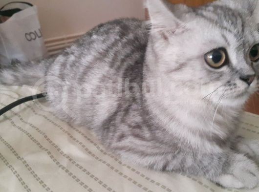 5 Aylık British Silver Tabby Erkek görsel