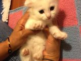 10 Ağustos Doğumlu 2 Erkek Fold 1 Dik Kulak Dişi