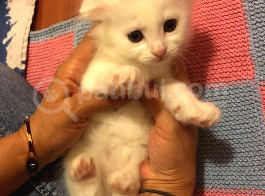 10 Ağustos Doğumlu 2 Erkek Fold 1 Dik Kulak Dişi görsel