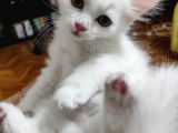 10 Ağustos Doğumlu 2 Erkek Fold 1 Dik Kulak Dişi