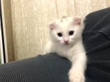10 Ağustos Doğumlu 2 Erkek Fold 1 Dik Kulak Dişi