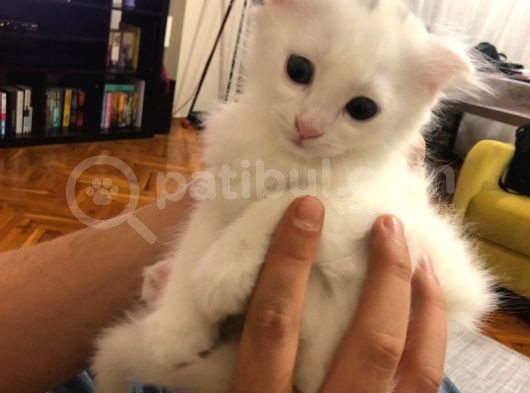10 Ağustos Doğumlu 2 Erkek Fold 1 Dik Kulak Dişi görsel
