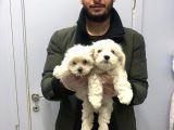 Orjinal Maltese Terier Bebekler Kalite Burada