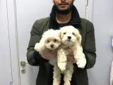 Orjinal Maltese Terier Bebekler Kalite Burada
