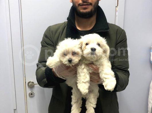Orjinal Maltese Terier Bebekler Kalite Burada görsel
