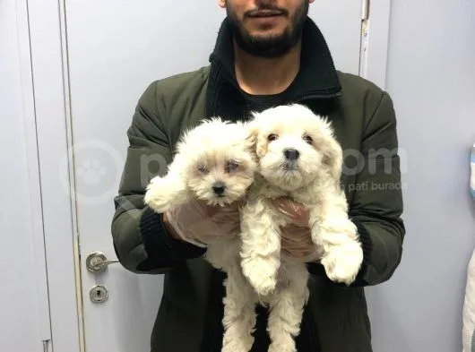 Orjinal Maltese Terier Bebekler Kalite Burada