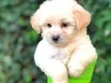 Orjinal Maltipoo Bebeklerimiz Kalite Burada