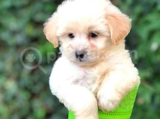 Orjinal Maltipoo Bebeklerimiz Kalite Burada görsel