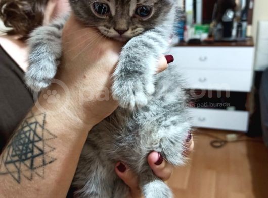 British Shorthair görsel