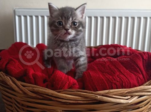 British Shorthair görsel