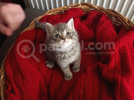 British Shorthair görsel