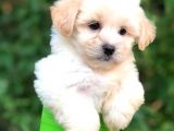 Orjinal Maltipoo Bebeklerimiz Kalite Burada
