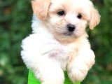Orjinal Maltipoo Bebeklerimiz Kalite Burada