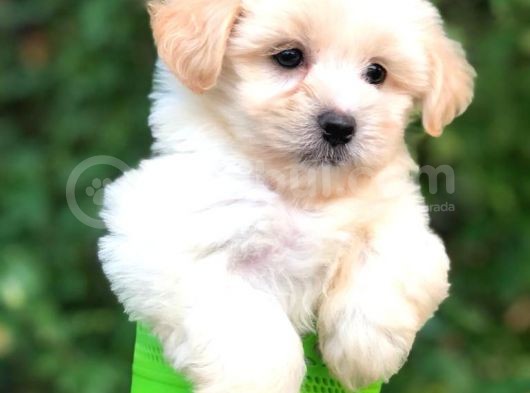 Orjinal Maltipoo Bebeklerimiz Kalite Burada görsel