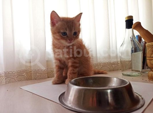 British Shorthair görsel