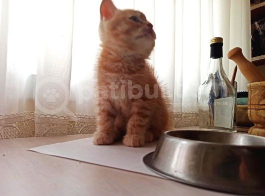 British Shorthair görsel