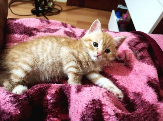 British Shorthair görsel