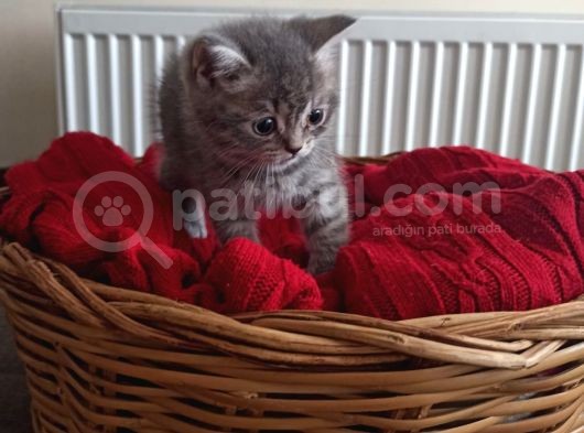 British Shorthair görsel
