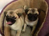 Orjinal Pug Bebekler Kalite Burada