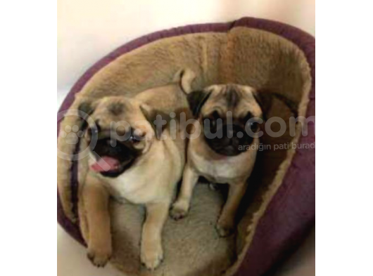Orjinal Pug Bebekler Kalite Burada görsel