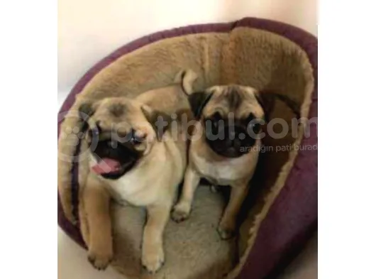 Orjinal Pug Bebekler Kalite Burada