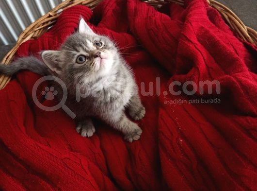 British Shorthair görsel
