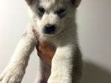 Orjinal Husky Bebekler Kalite Burada