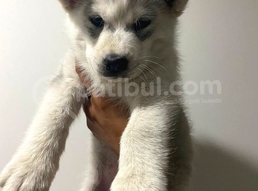 Orjinal Husky Bebekler Kalite Burada görsel