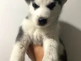 Orjinal Husky Bebekler Kalite Burada