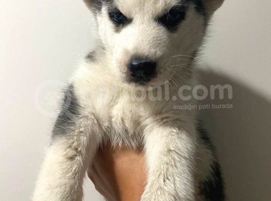 Orjinal Husky Bebekler Kalite Burada görsel