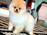 En İyi Kalıte Tcup Pomeranian Yavrularımız