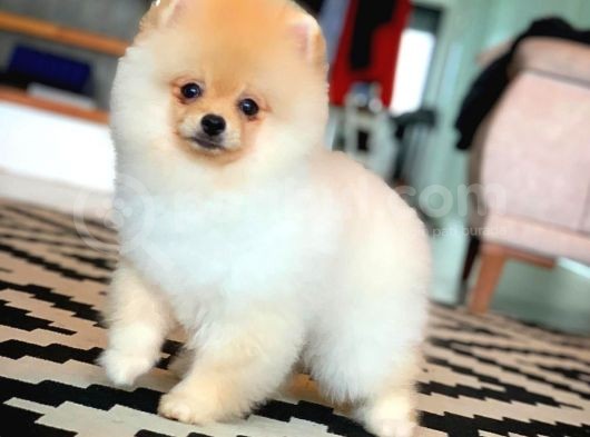 En İyi Kalıte Tcup Pomeranian Yavrularımız görsel