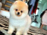 En İyi Kalıte Tcup Pomeranian Yavrularımız