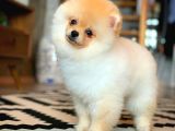 En İyi Kalıte Tcup Pomeranian Yavrularımız