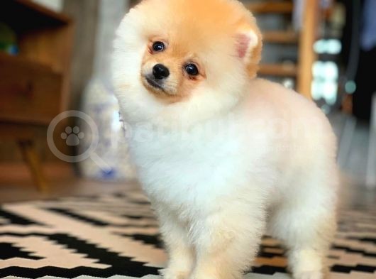 En İyi Kalıte Tcup Pomeranian Yavrularımız görsel