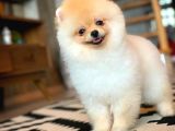 En İyi Kalıte Tcup Pomeranian Yavrularımız