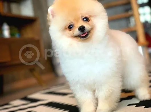 En İyi Kalıte Tcup Pomeranian Yavrularımız