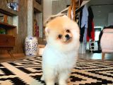 En İyi Kalıte Tcup Pomeranian Yavrularımız
