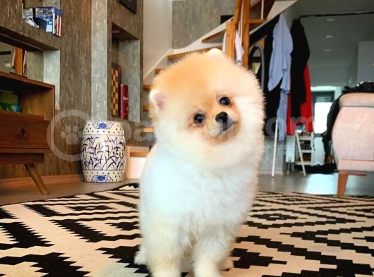 En İyi Kalıte Tcup Pomeranian Yavrularımız görsel