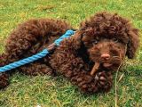 Chocolate Poodle Disi Yavrumuz