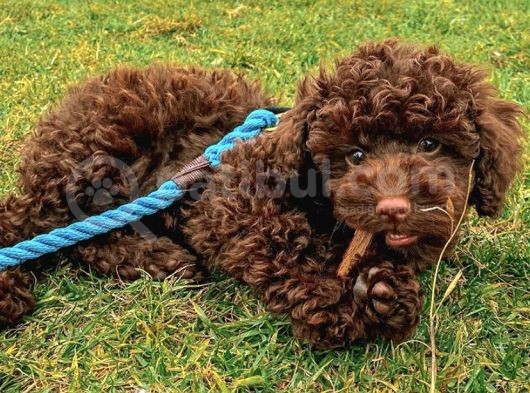 Chocolate Poodle Disi Yavrumuz görsel