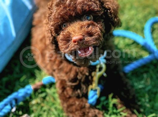 Chocolate Poodle Disi Yavrumuz görsel