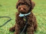 Chocolate Poodle Disi Yavrumuz
