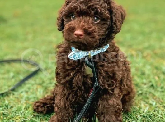 Chocolate Poodle Disi Yavrumuz