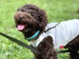 Safkan Brown Poodle Yavrumuz