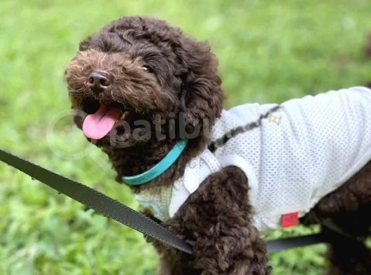 Safkan Brown Poodle Yavrumuz