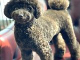 Safkan Brown Poodle Yavrumuz